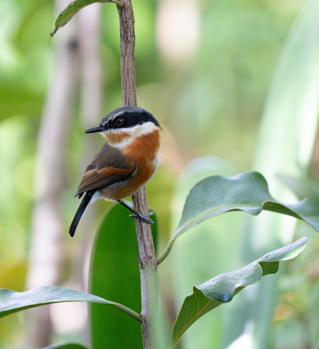 Cape Batis - ML641959922