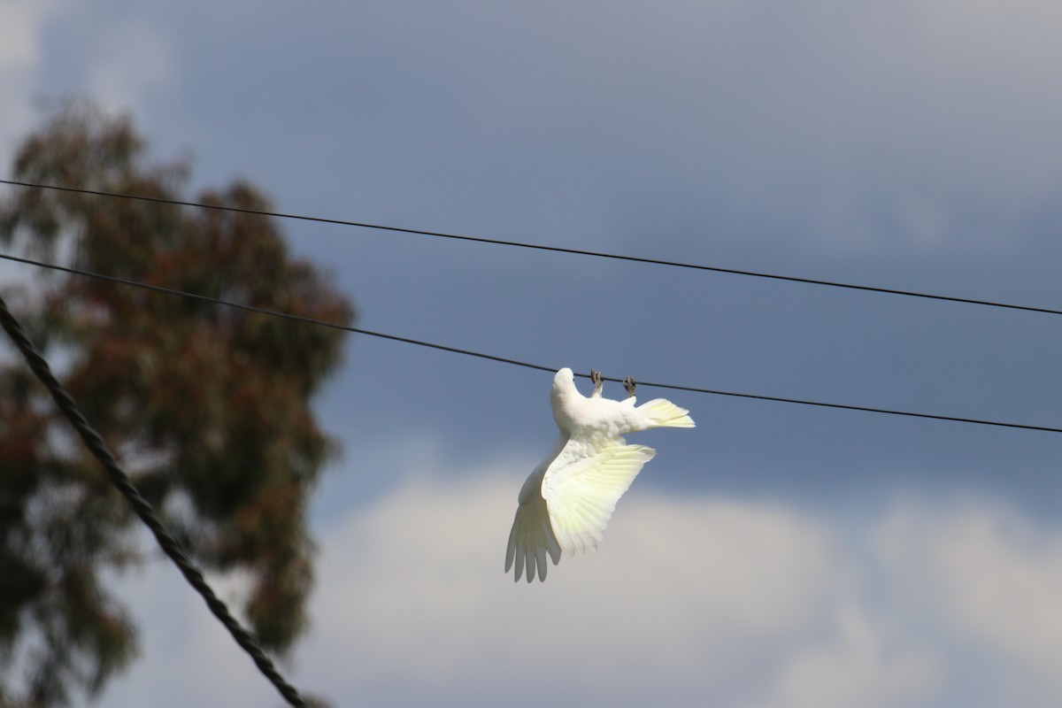 Little Corella - ML641959929