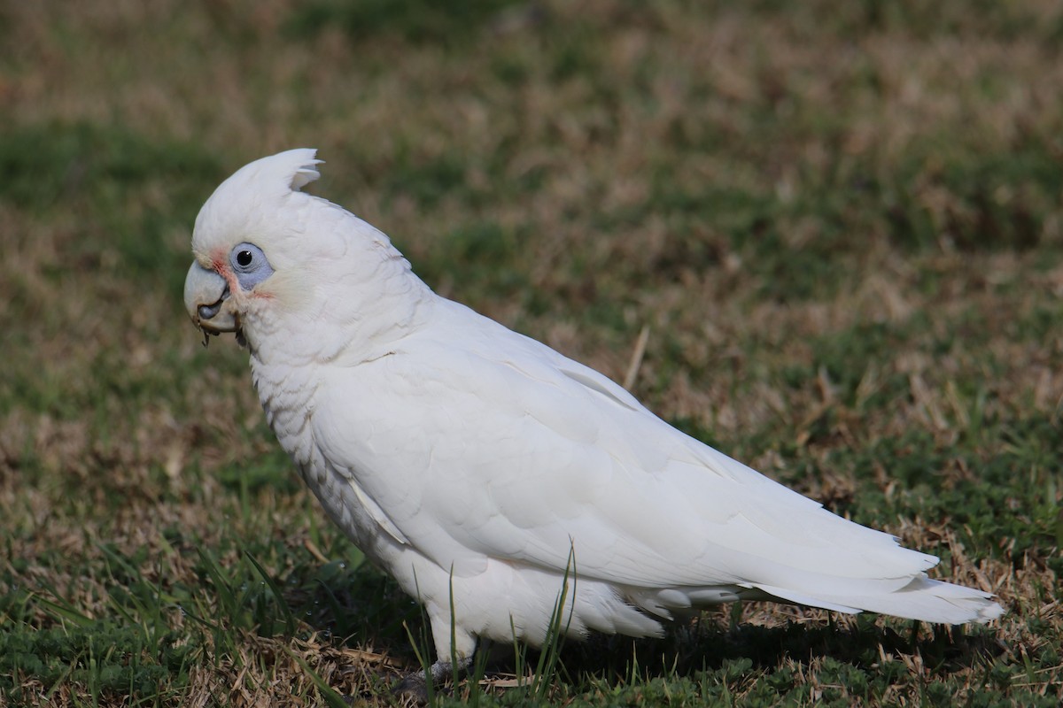 Little Corella - ML641959931