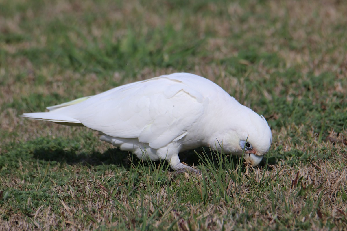 Little Corella - ML641959932