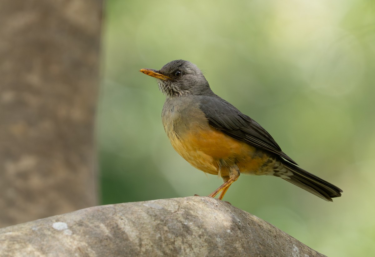 Olive Thrush - ML641959937