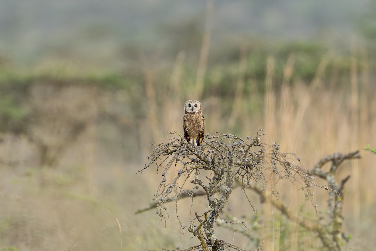 Marsh Owl - ML641959944