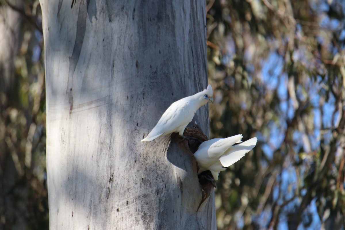 Little Corella - ML641959945
