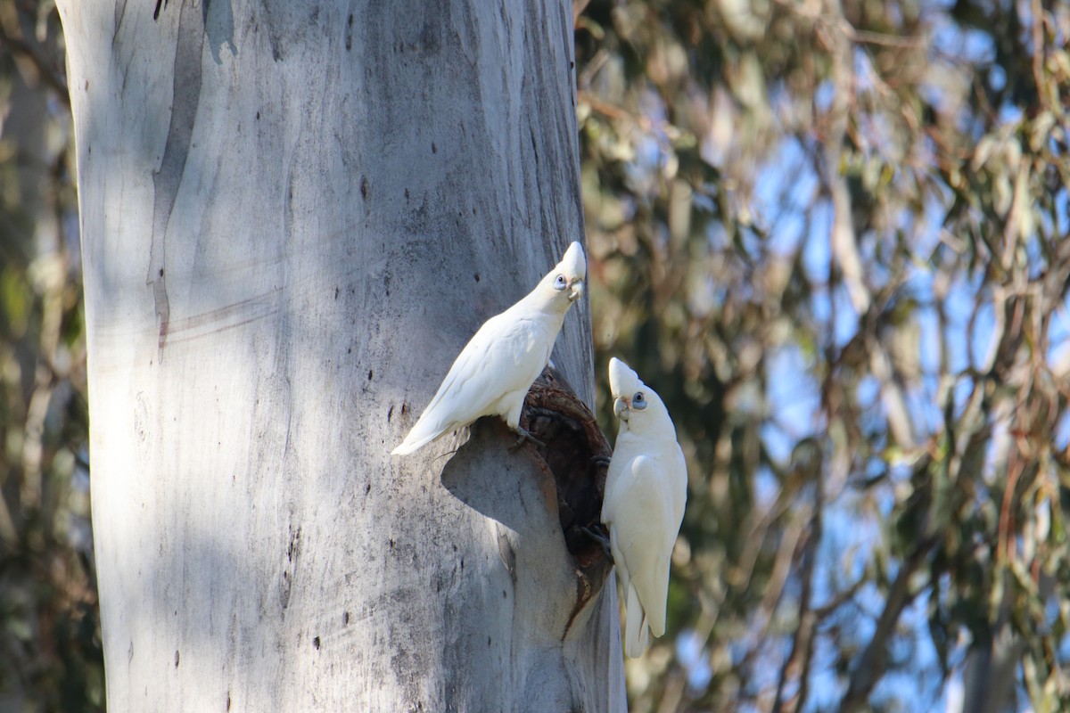 Little Corella - ML641959946
