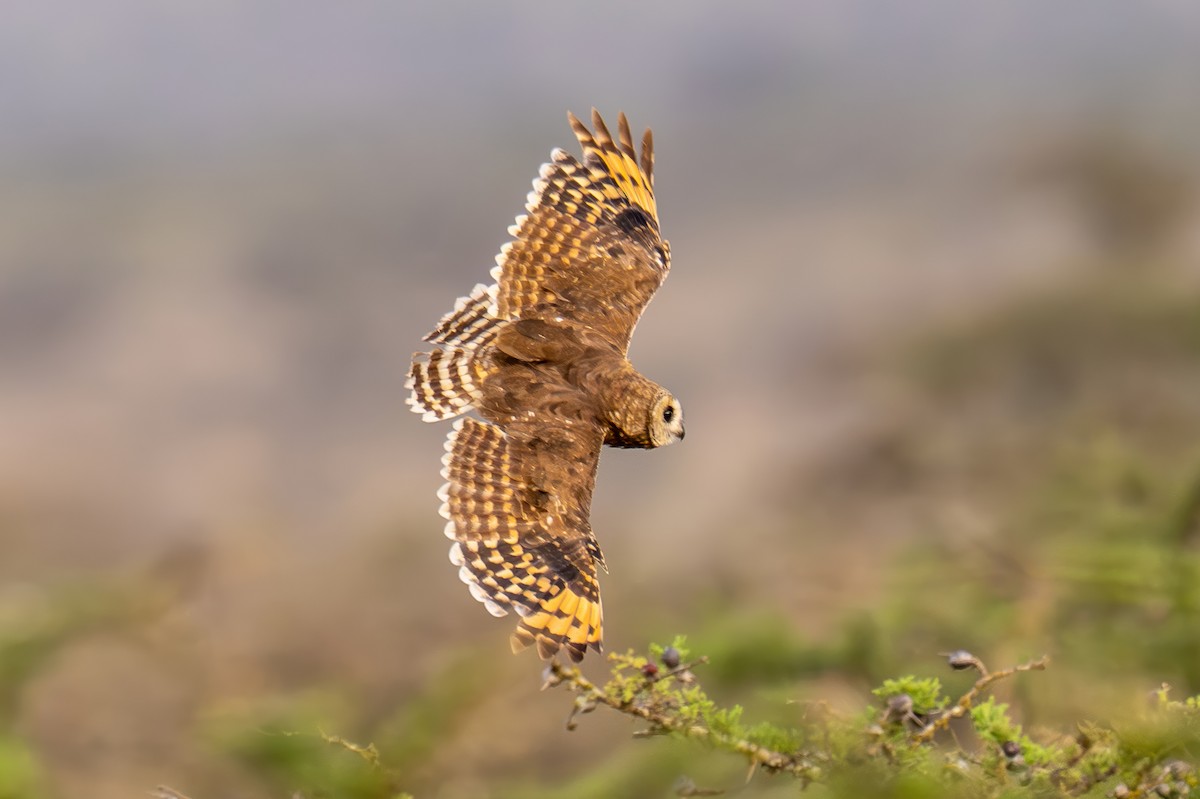 Marsh Owl - ML641959950