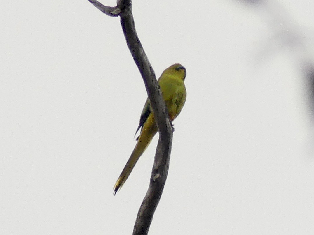Elegant Parrot - ML641959958