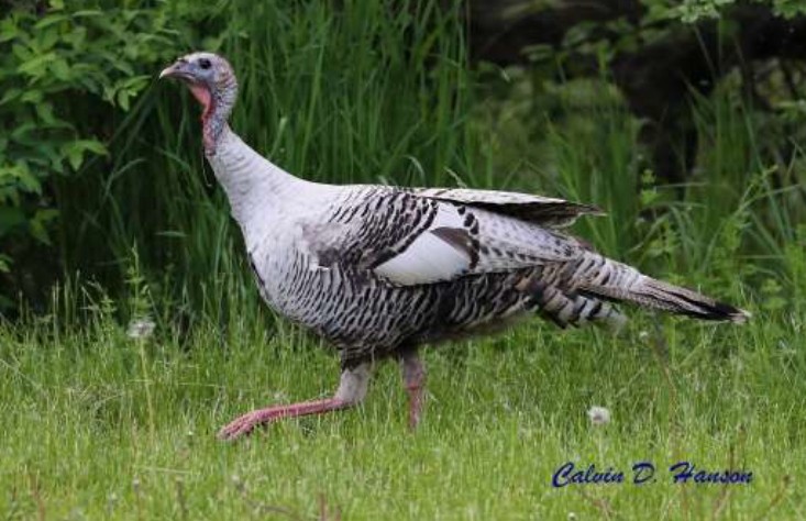 Wild Turkey - ML641959959