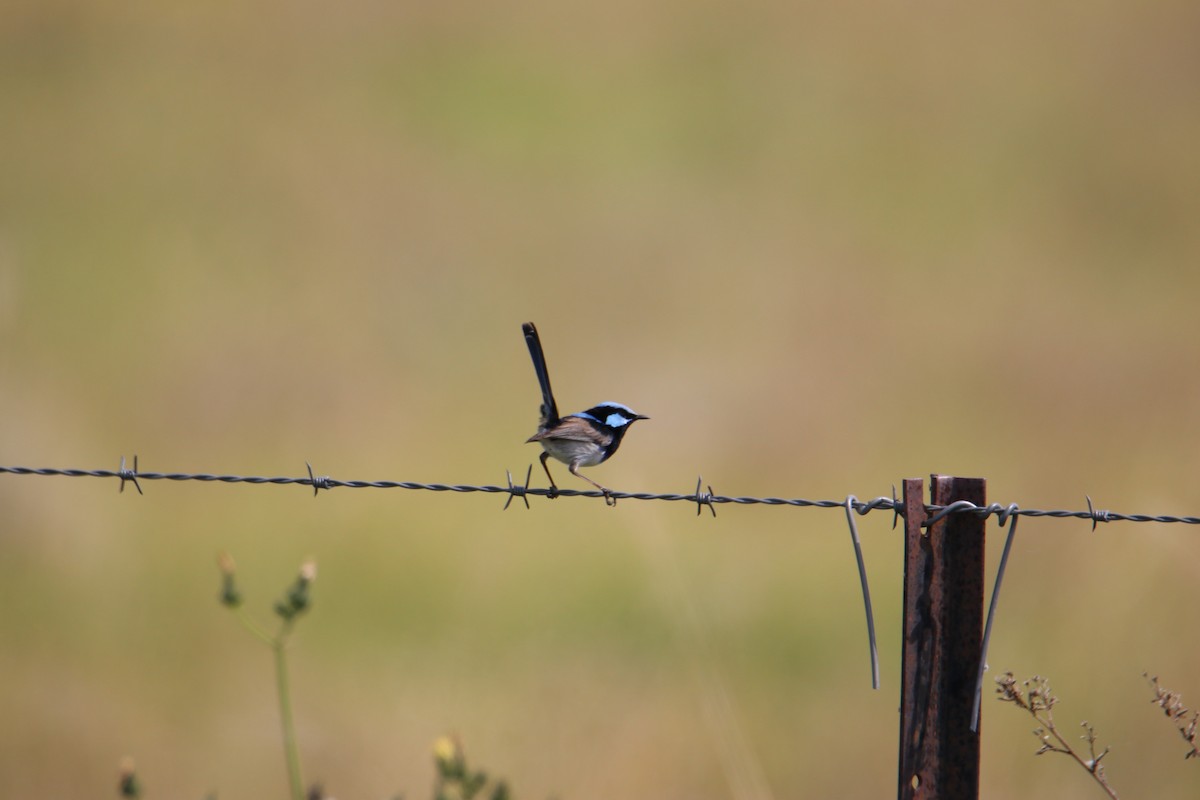 Superb Fairywren - ML641959974