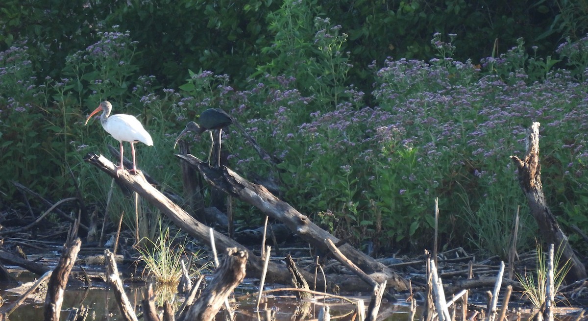 White Ibis - ML641959975