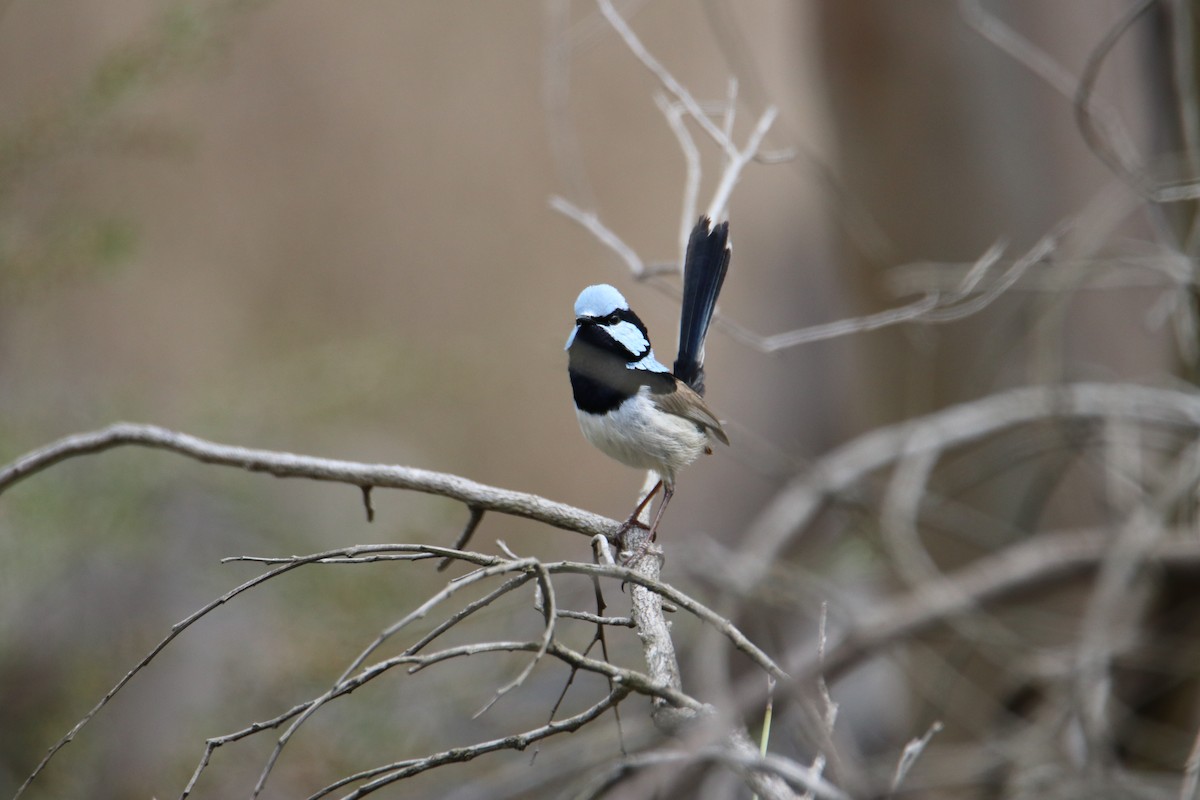 Superb Fairywren - ML641959976