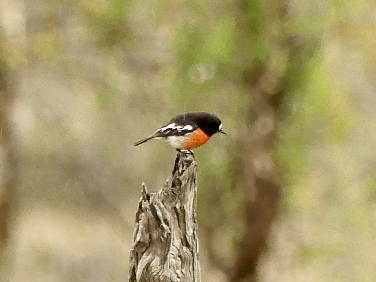 Scarlet Robin (Campbell's) - ML641959977