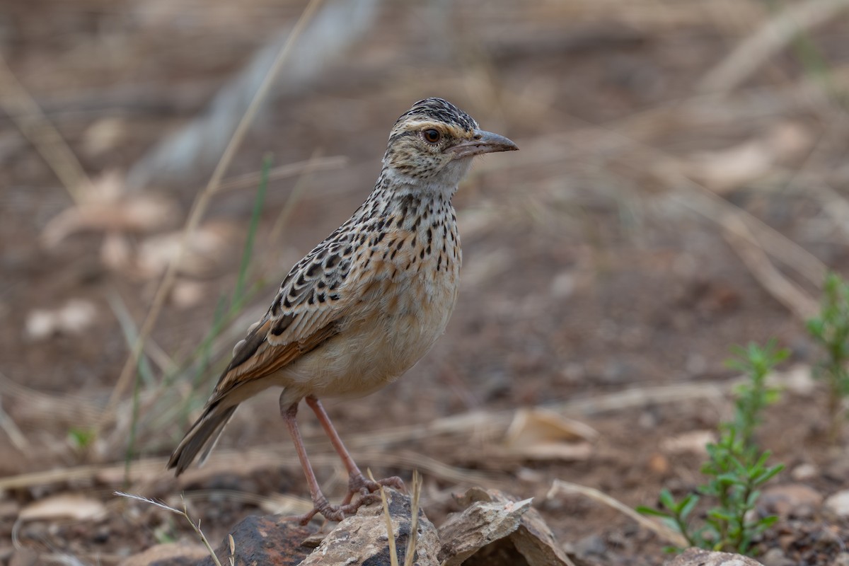 Sentinel Lark - ML641959978