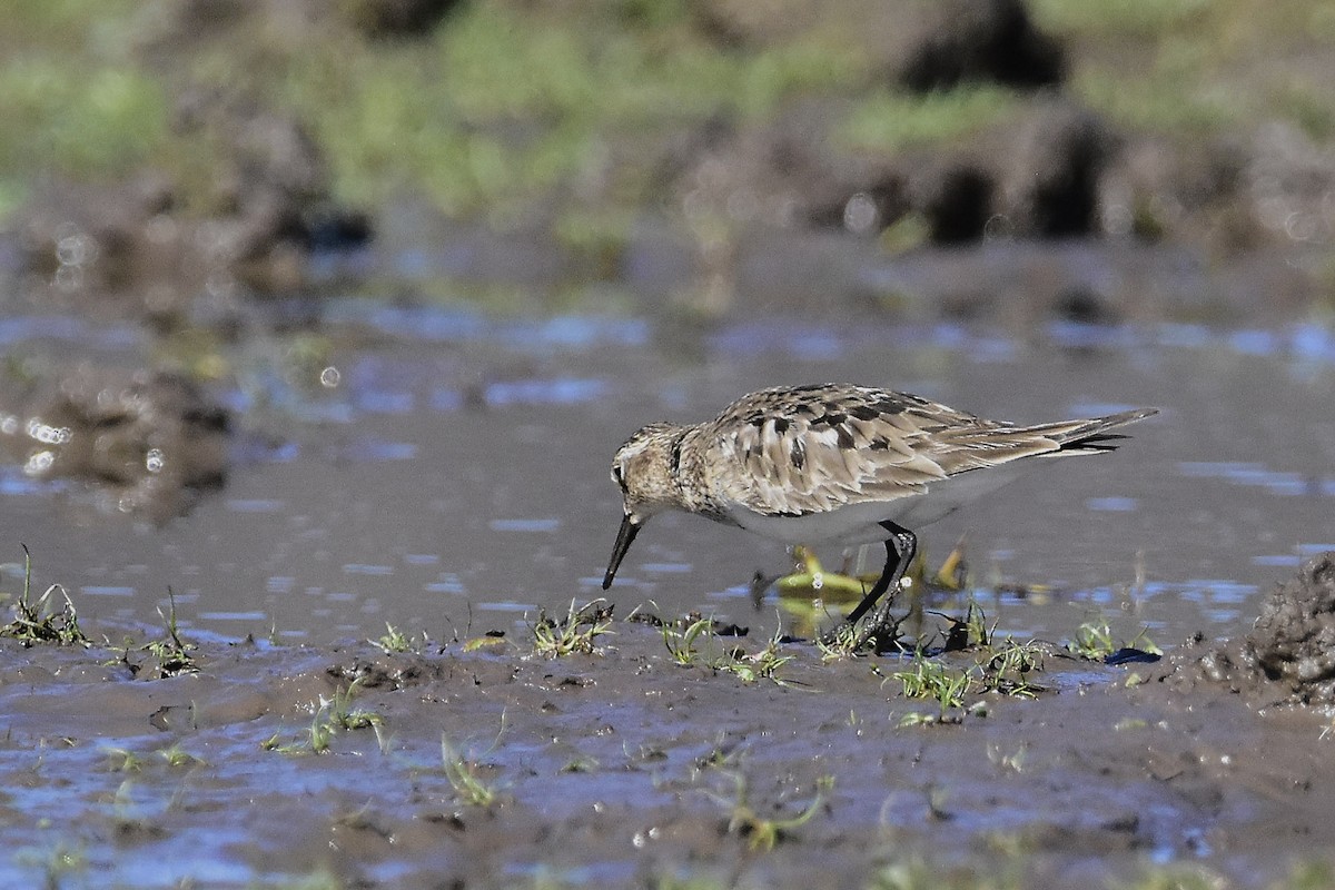 Baird's Sandpiper - ML641959980