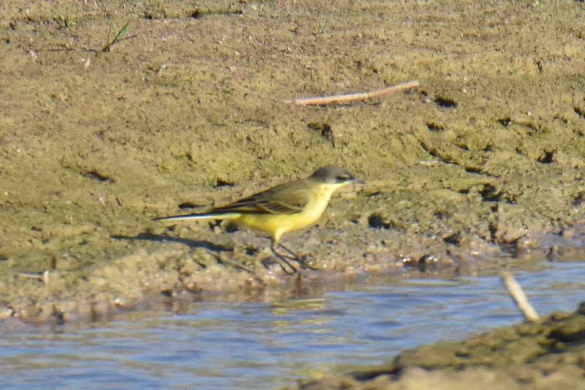 Western Yellow Wagtail (thunbergi) - ML641959982
