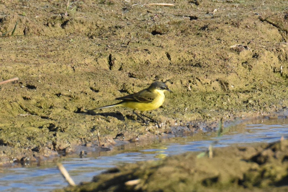 Western Yellow Wagtail (thunbergi) - ML641959983