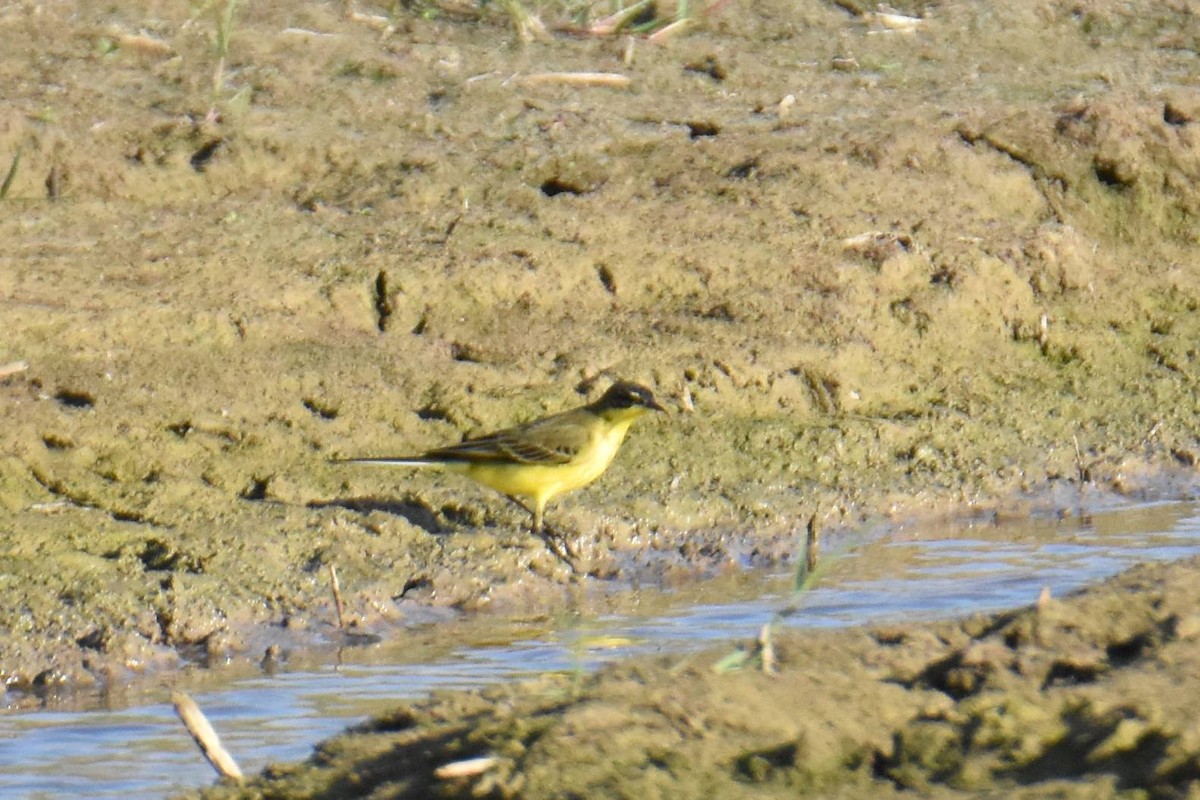 Western Yellow Wagtail (thunbergi) - ML641959984