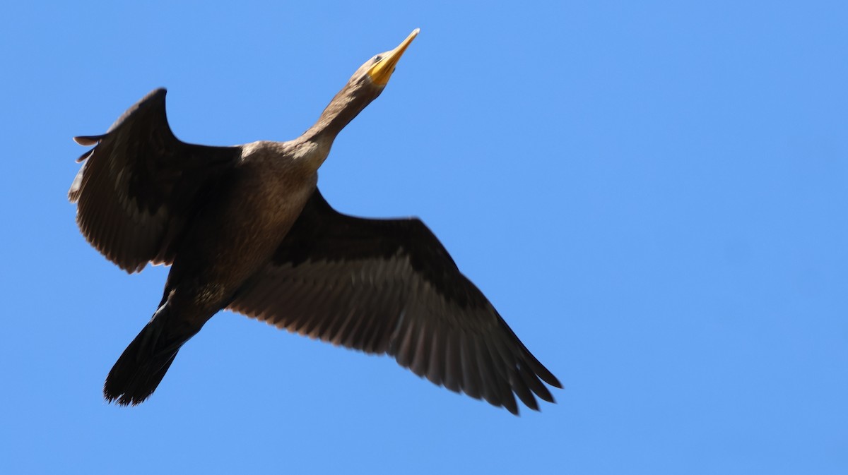 Double-crested Cormorant - ML641959985
