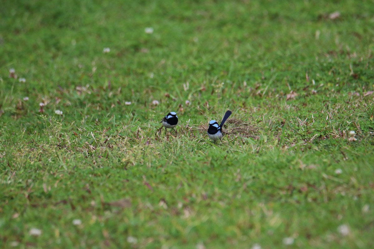 Superb Fairywren - ML641959986