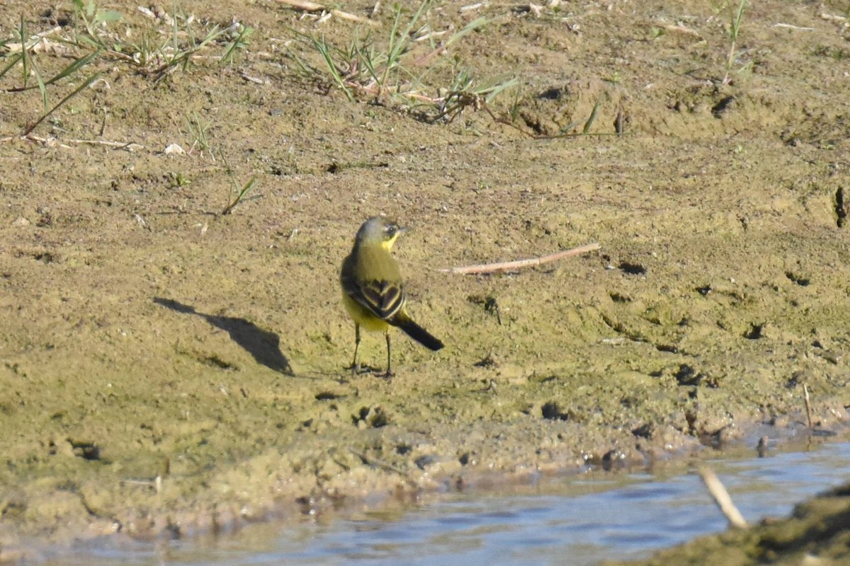 Western Yellow Wagtail (thunbergi) - ML641959987
