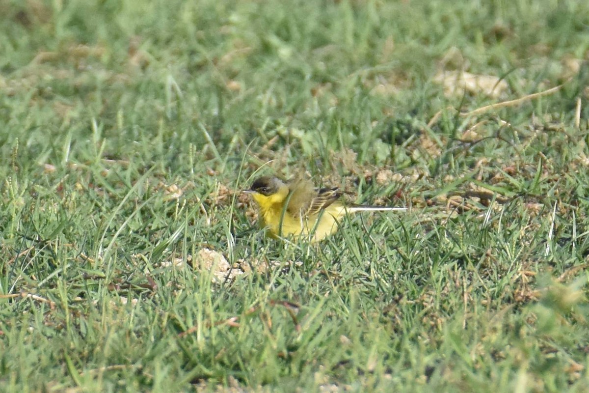 Western Yellow Wagtail (thunbergi) - ML641959988