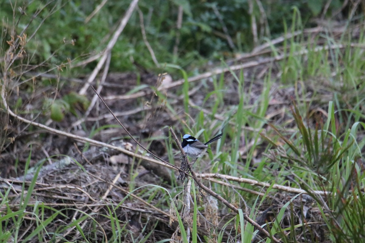Superb Fairywren - ML641959990