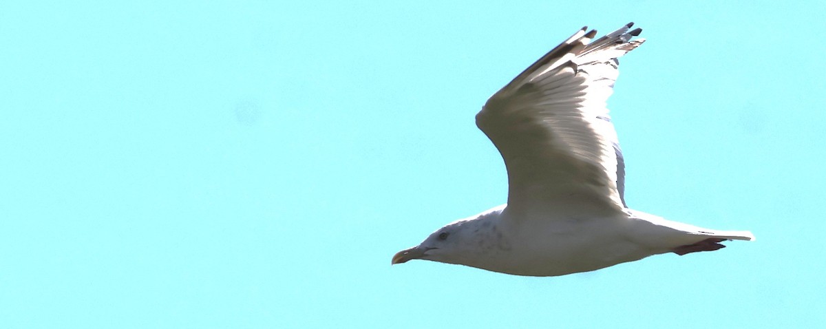 American Herring Gull - ML641959993