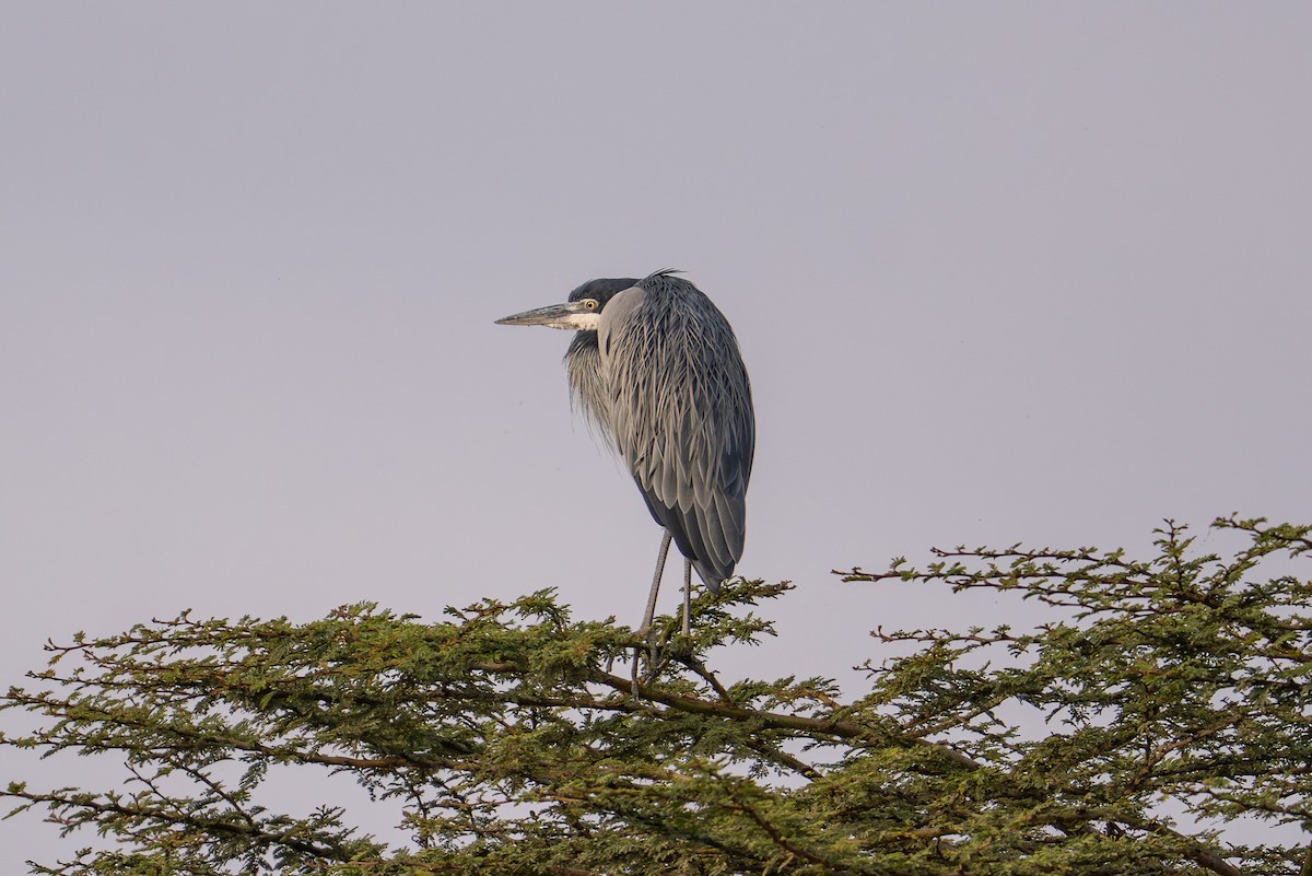 Black-headed Heron - ML641959994