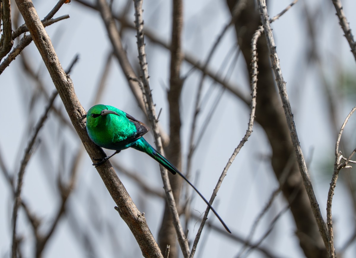Malachite Sunbird - ML641959995
