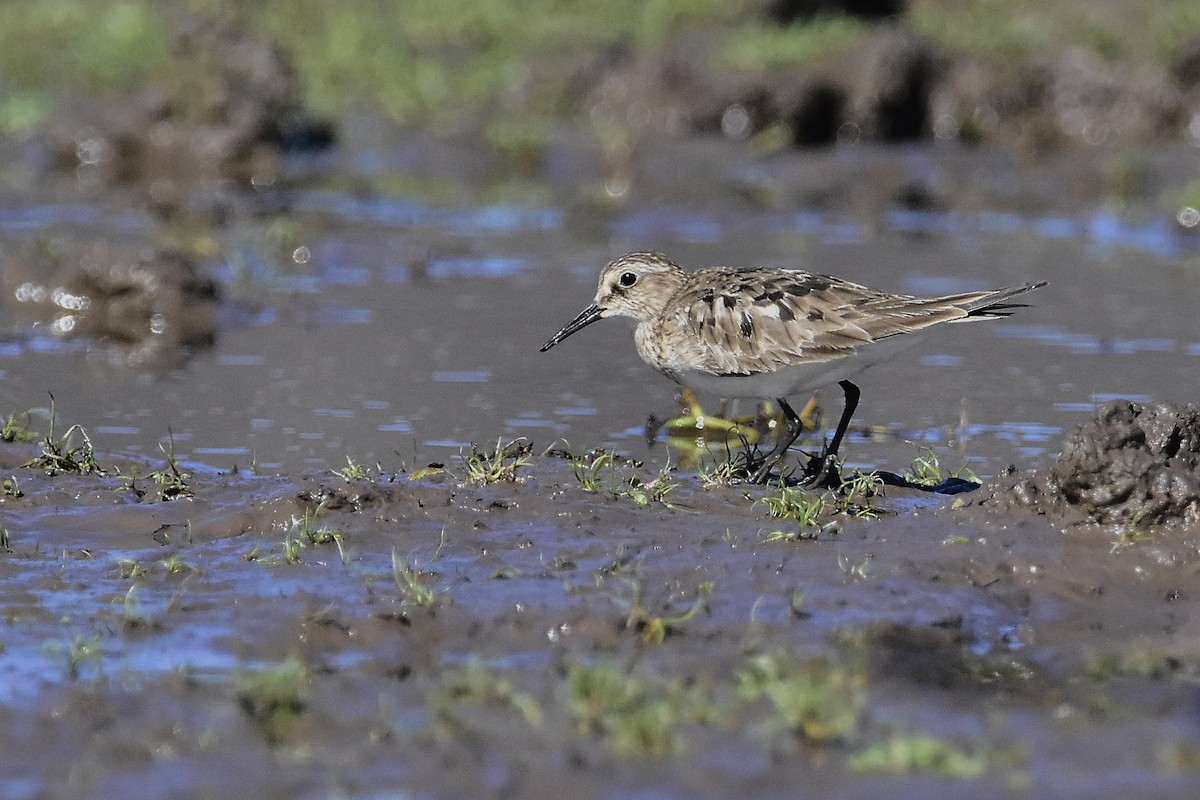 Baird's Sandpiper - ML641959996