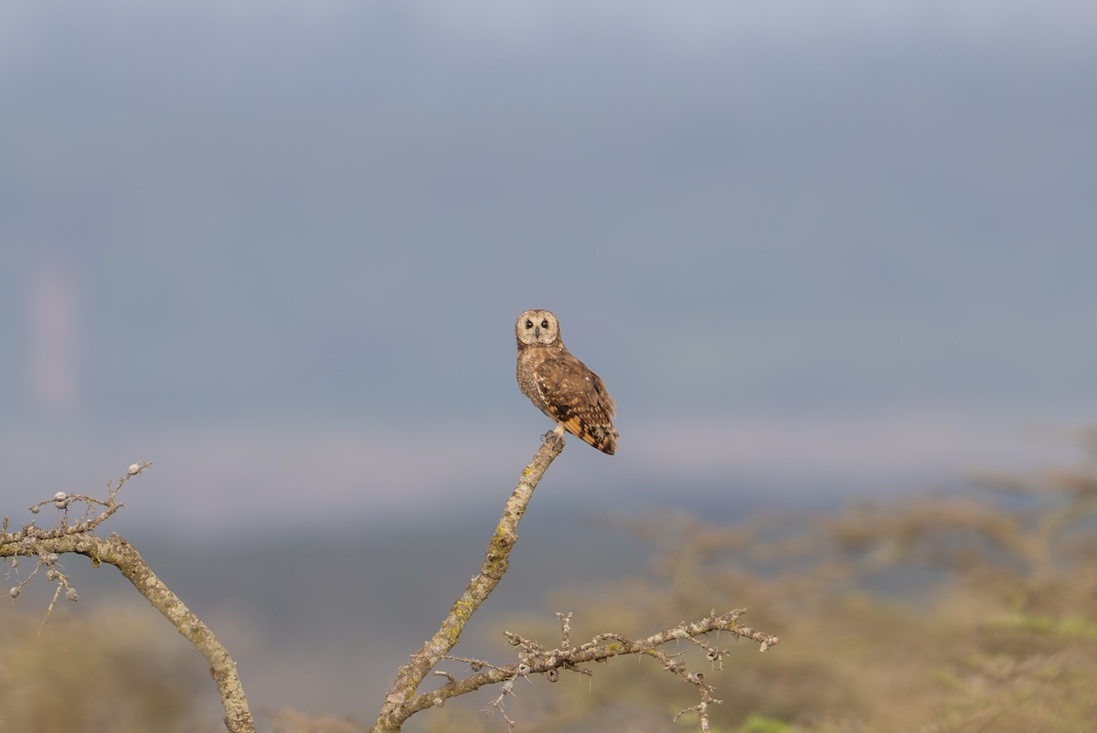 Marsh Owl - ML641959997