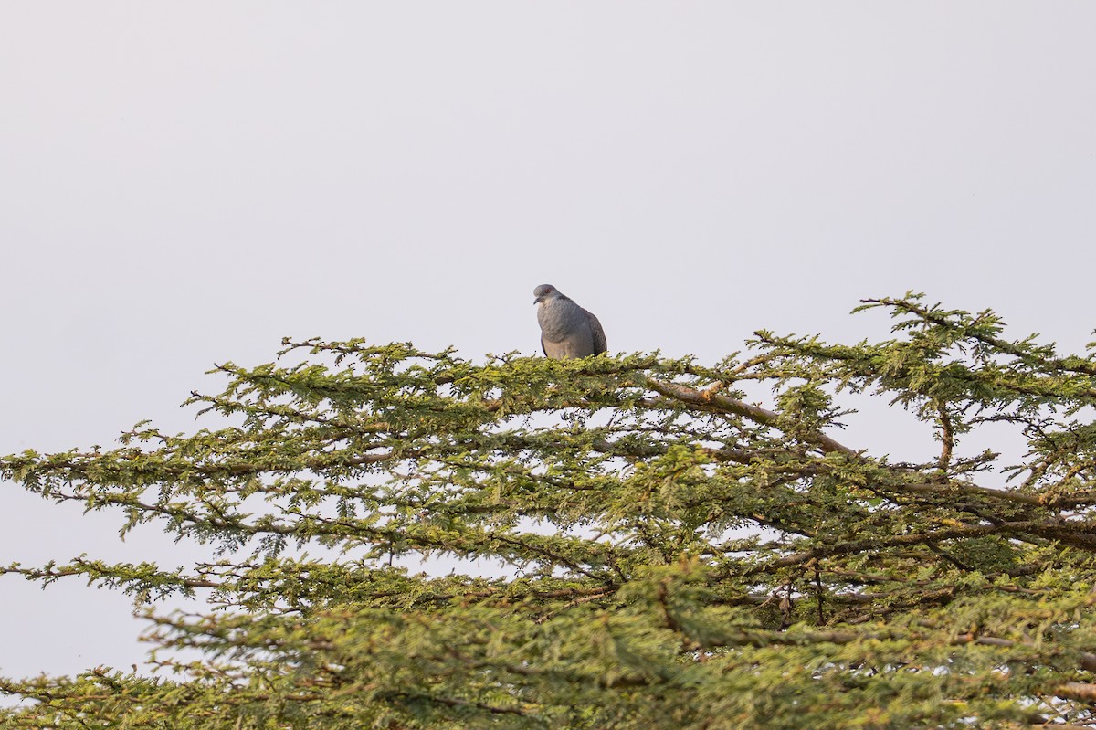 Dusky Turtle-Dove - ML641959998