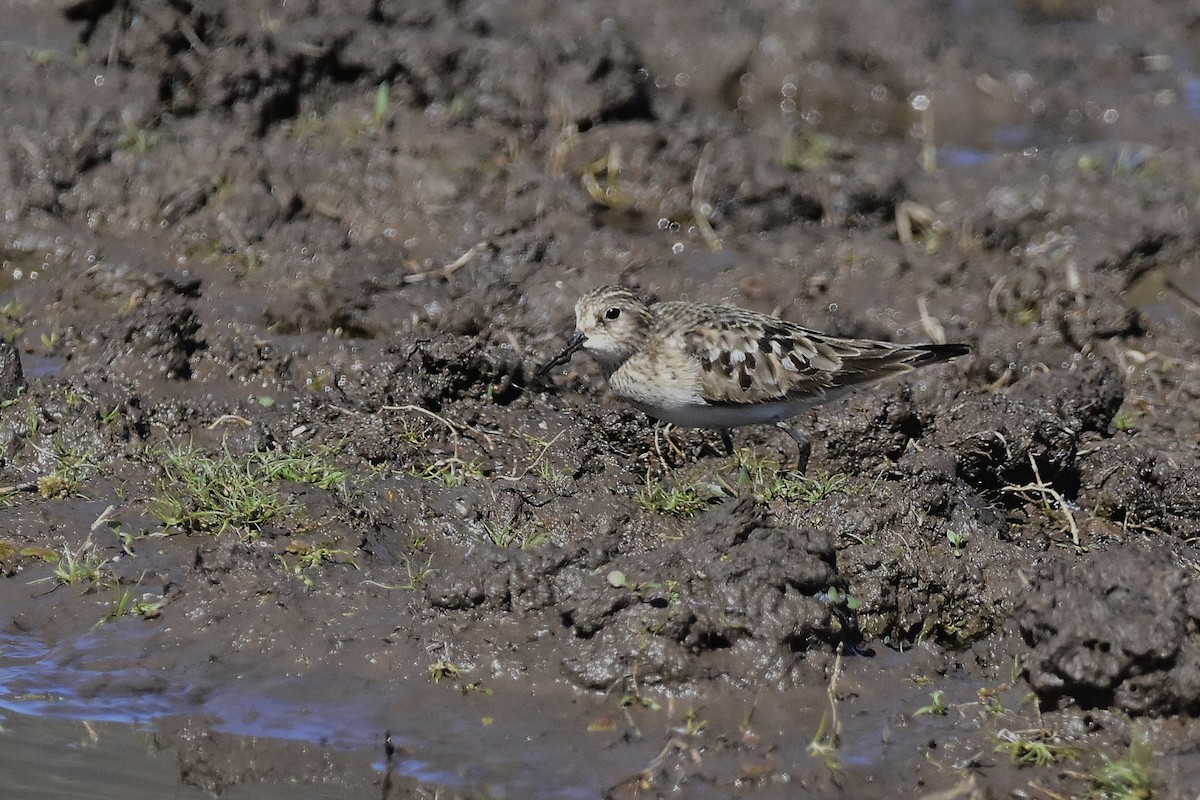Baird's Sandpiper - ML641959999