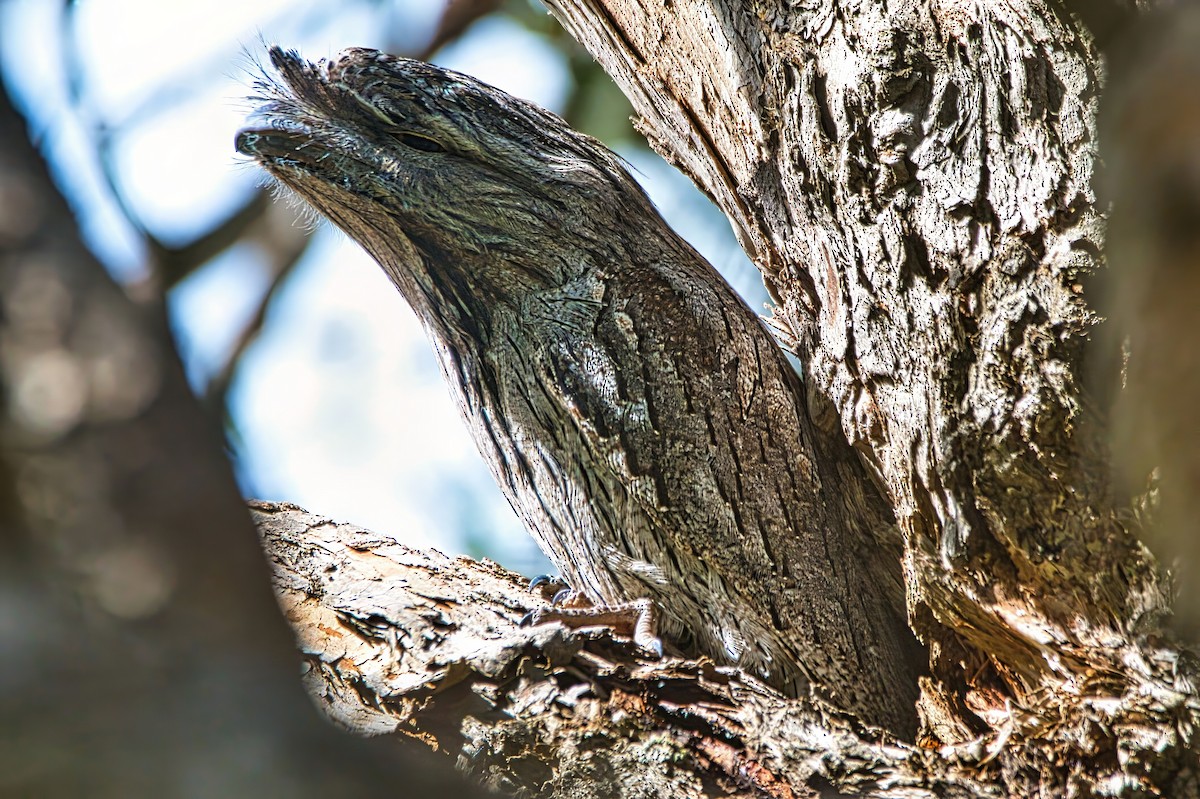Tawny Frogmouth - ML641960001