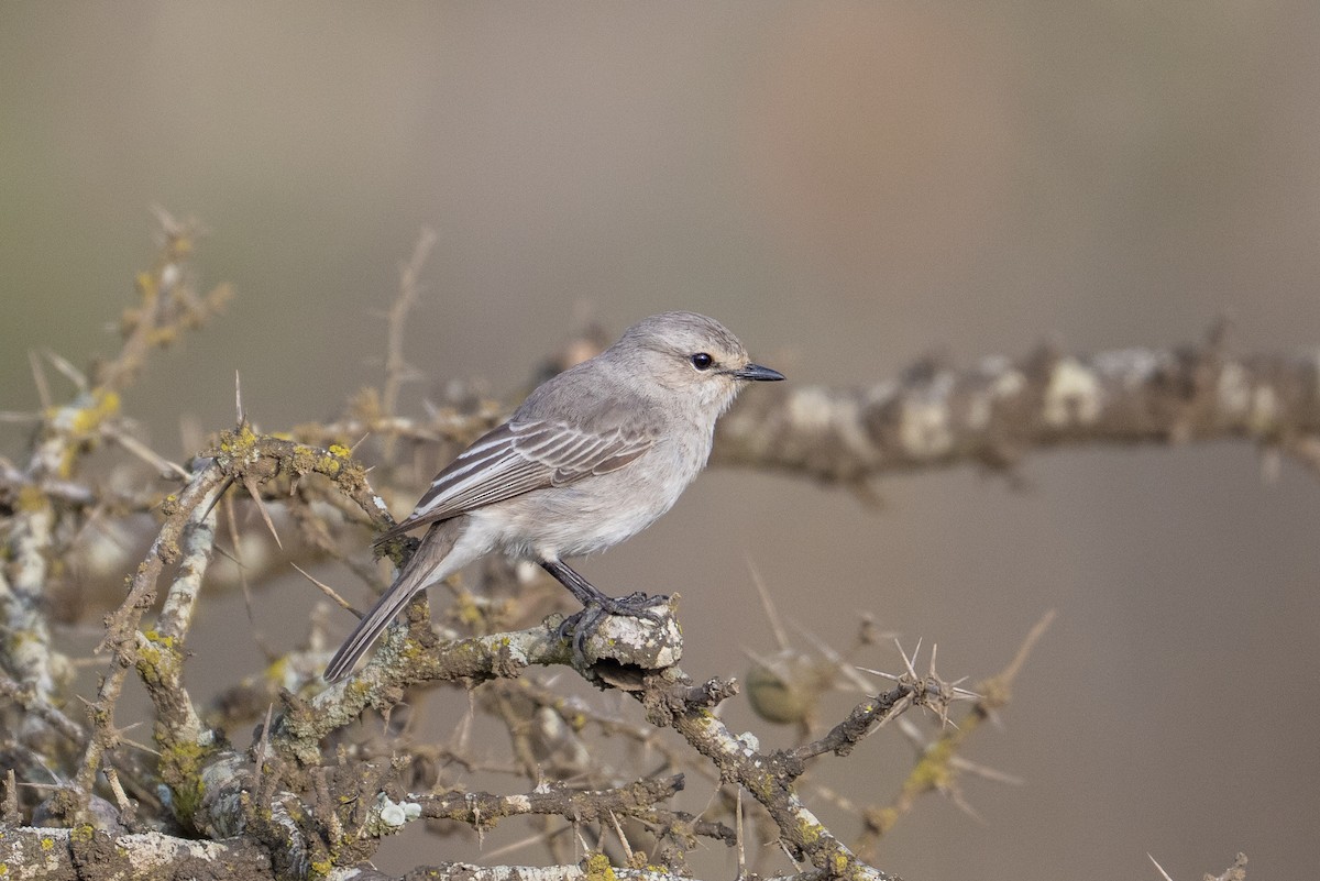 African Gray Flycatcher - ML641960002