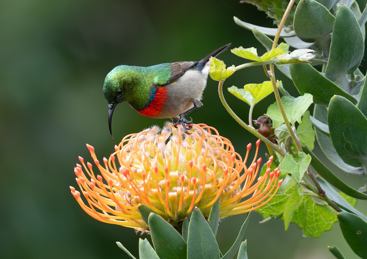 Southern Double-collared Sunbird - ML641960003