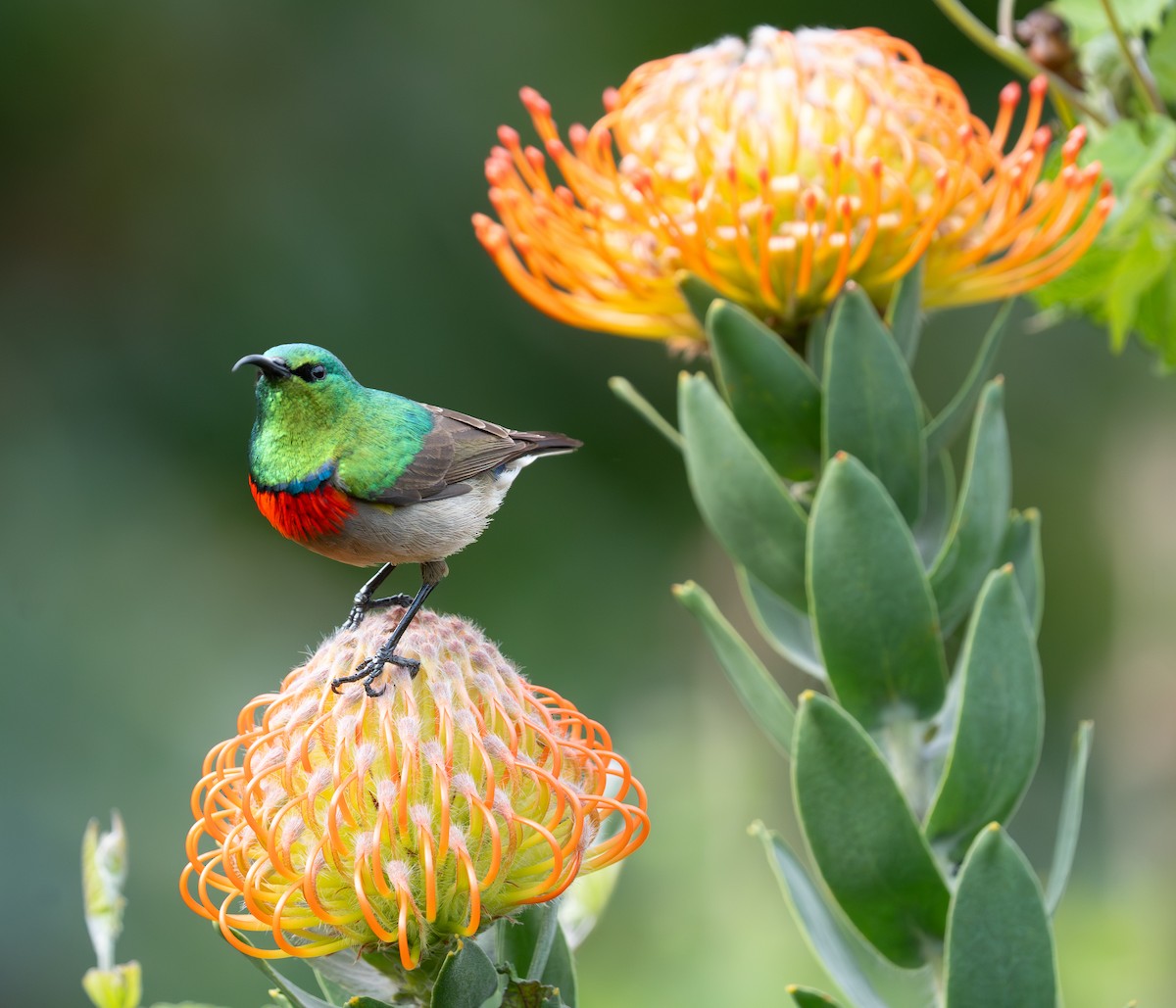 Southern Double-collared Sunbird - ML641960004