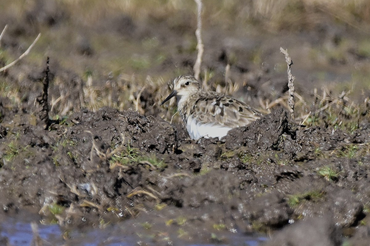 Baird's Sandpiper - ML641960005