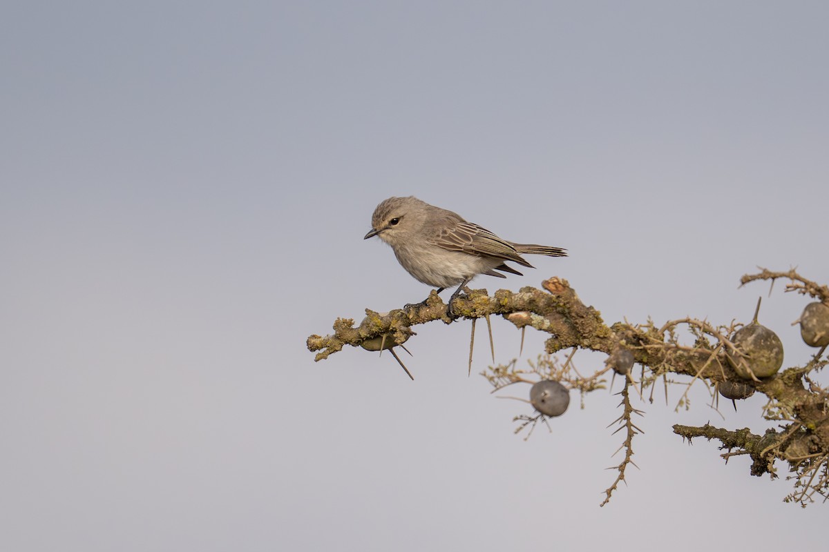 African Gray Flycatcher - ML641960007