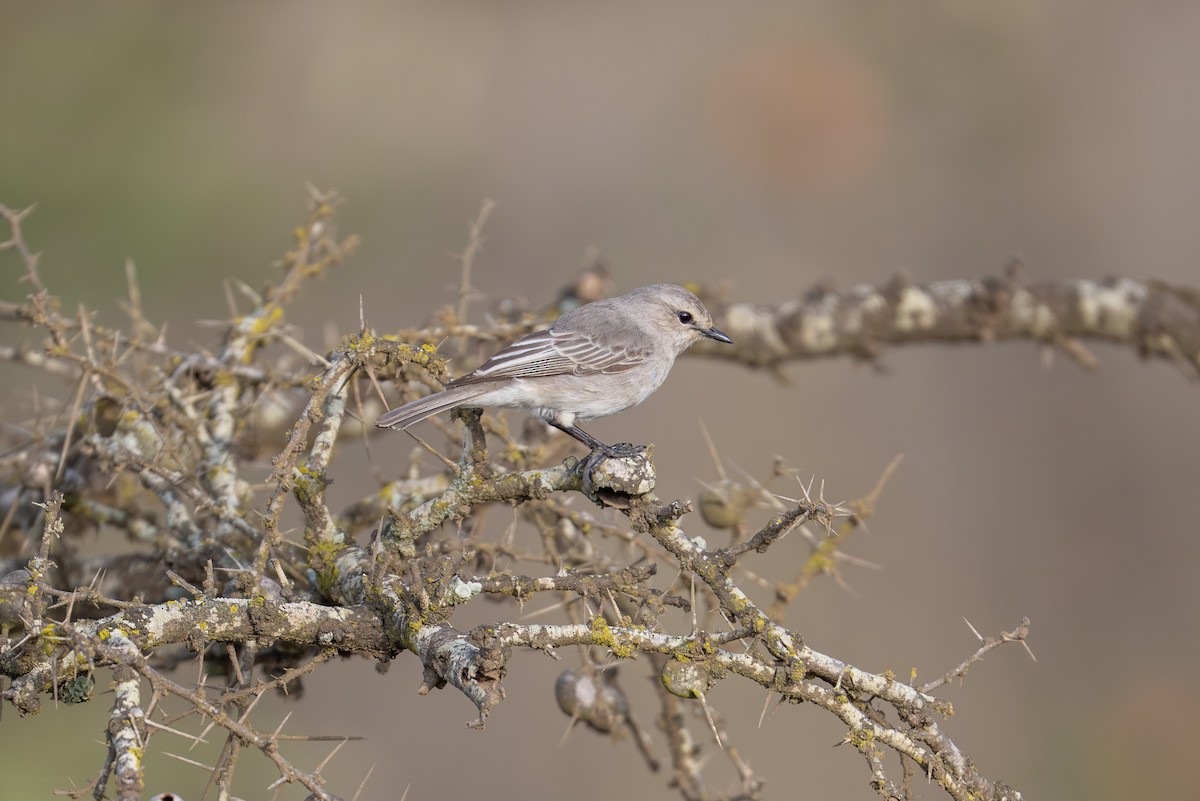 African Gray Flycatcher - ML641960011