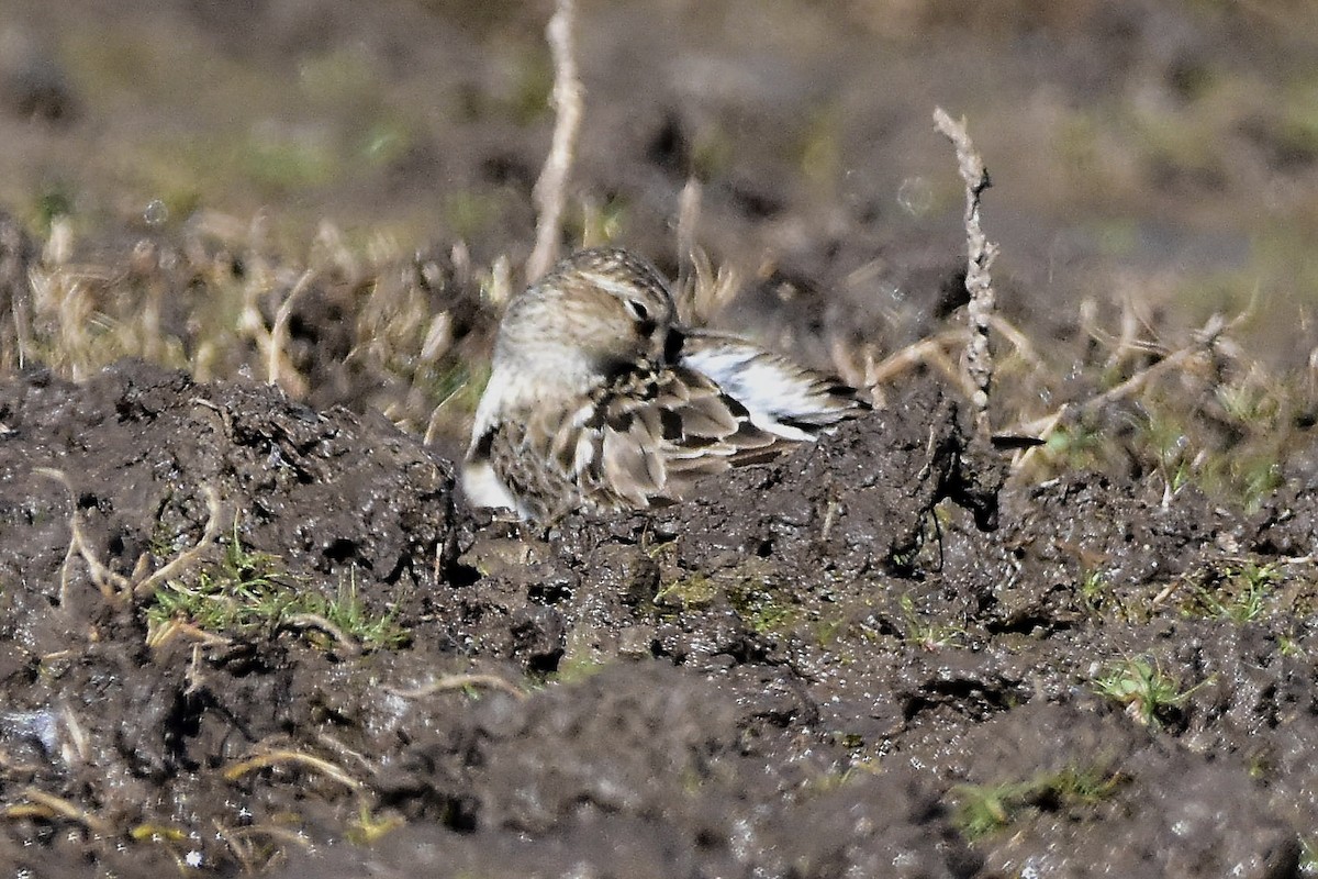 Baird's Sandpiper - ML641960012