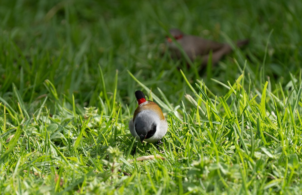 Swee Waxbill - ML641960013