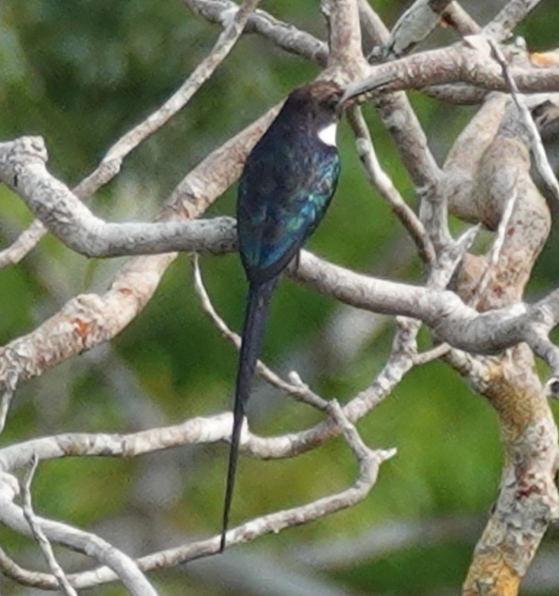 Paradise Jacamar - ML641960016