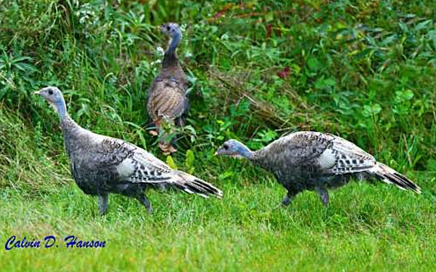 Wild Turkey - ML641960020