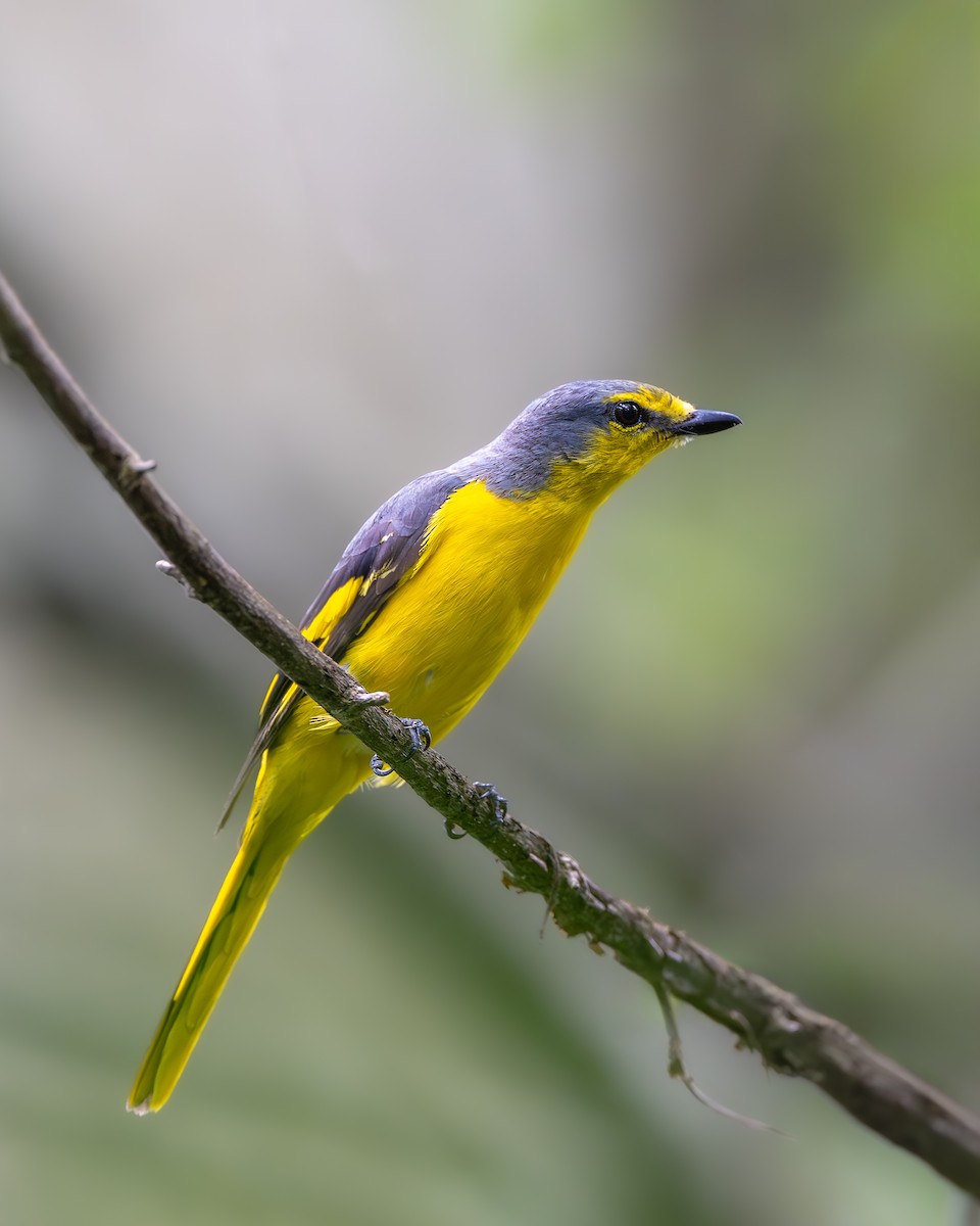 Orange Minivet - ML641960023