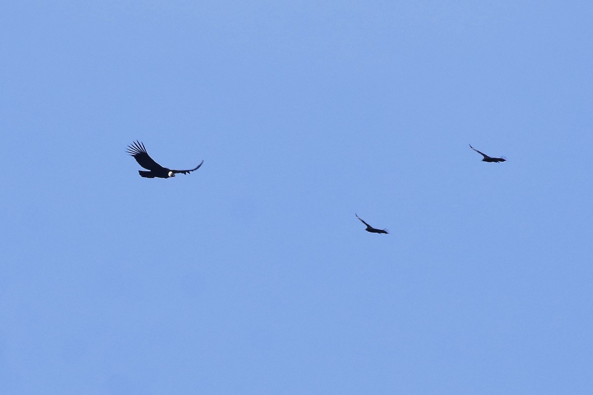 Black Vulture - ML641960030