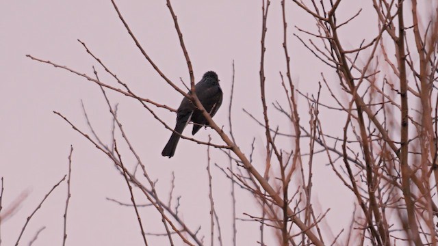 Brown-eared Bulbul - ML641960037