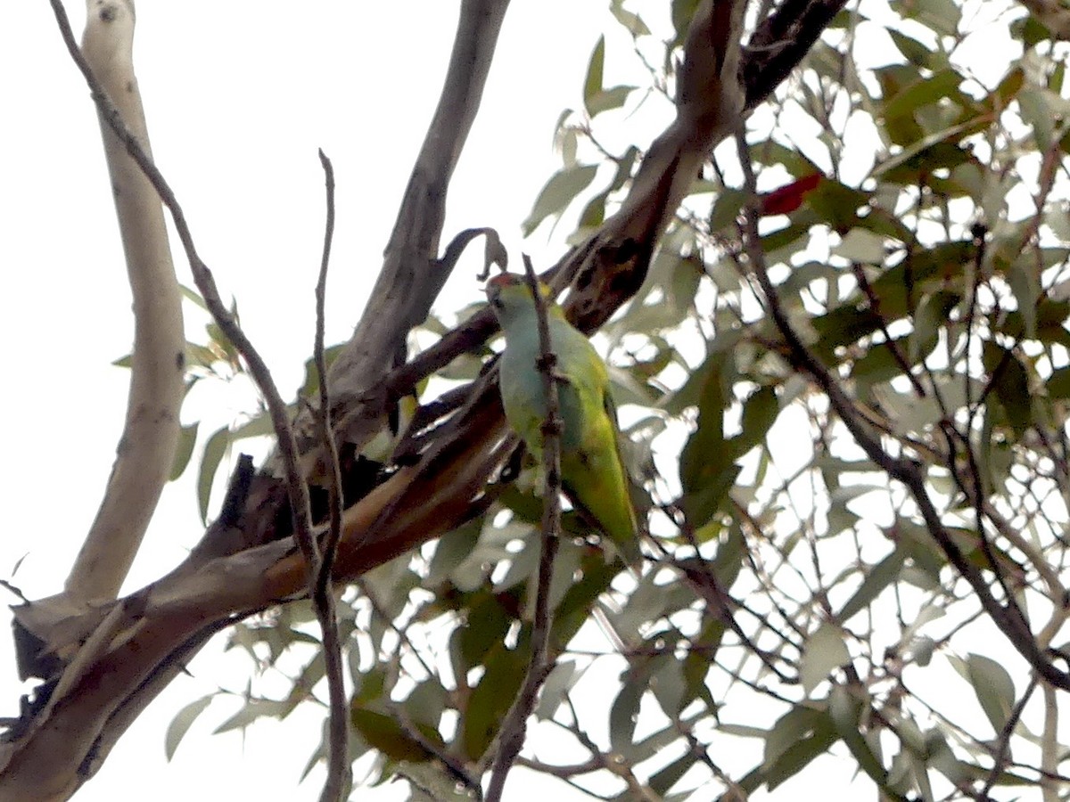 Purple-crowned Lorikeet - ML641960050