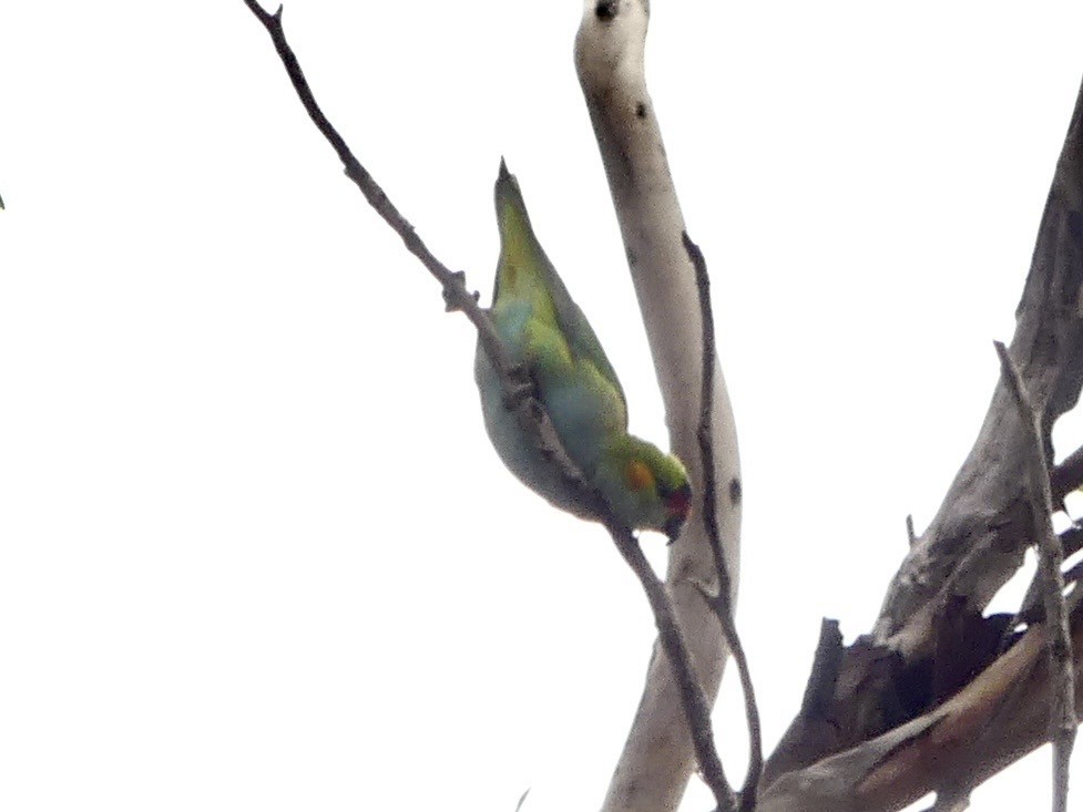 Purple-crowned Lorikeet - ML641960051