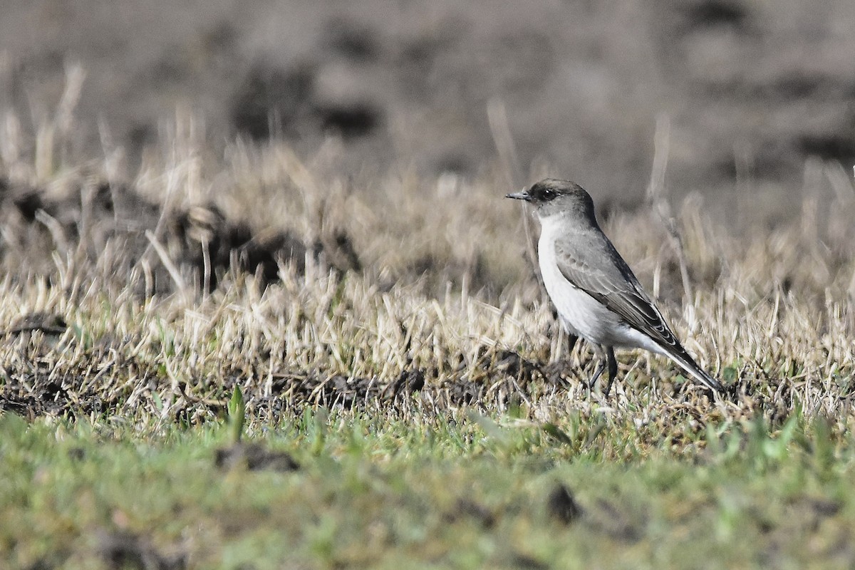 Dark-faced Ground-Tyrant - ML641960060