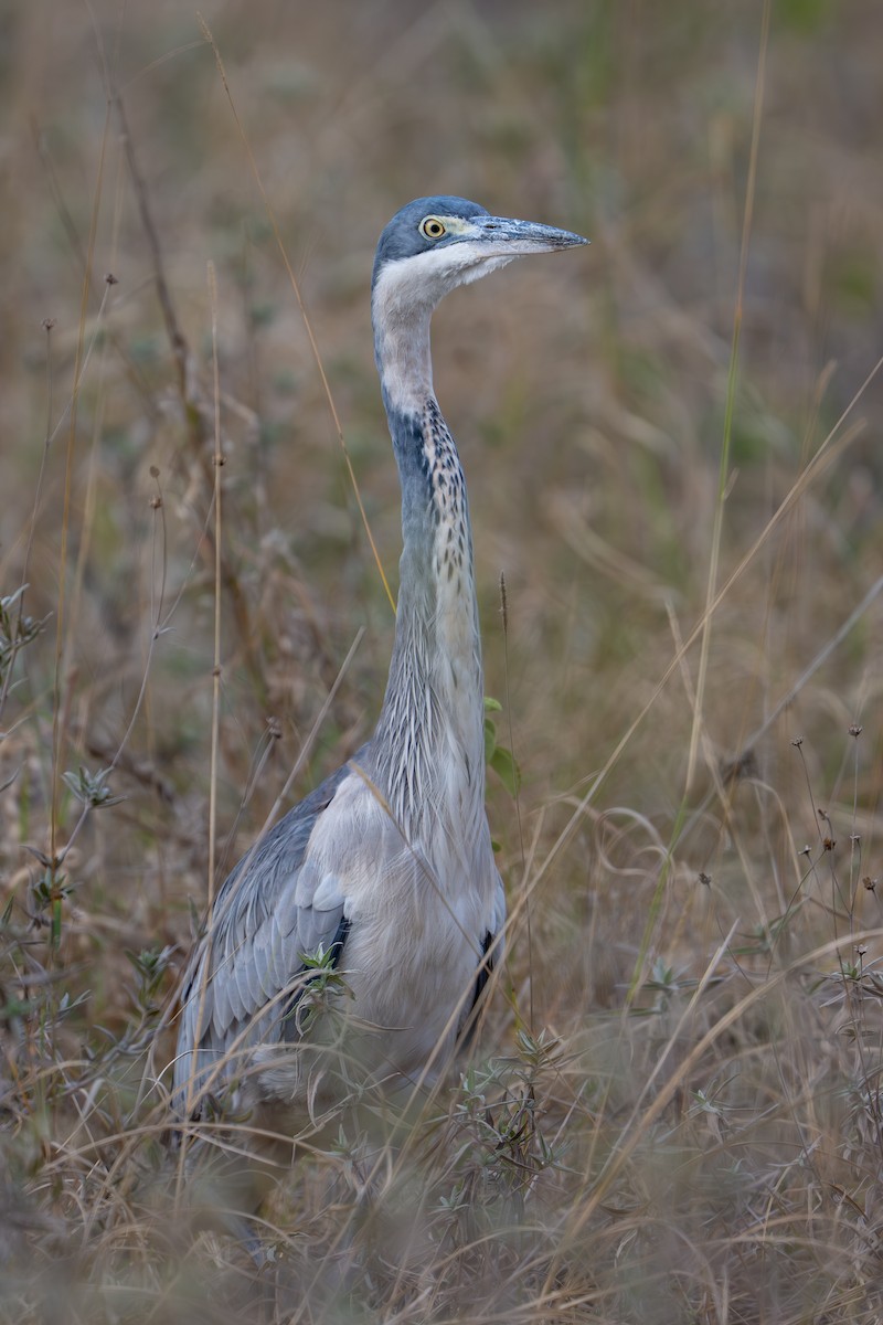 Black-headed Heron - ML641960061